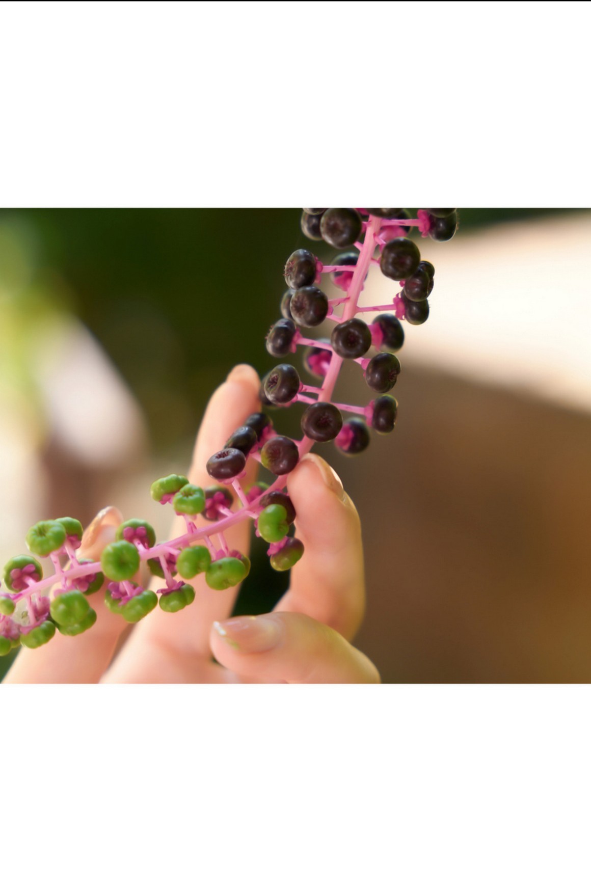 [Photobook] NO.0388 七瀬いおり オフィシャルグラビア ...